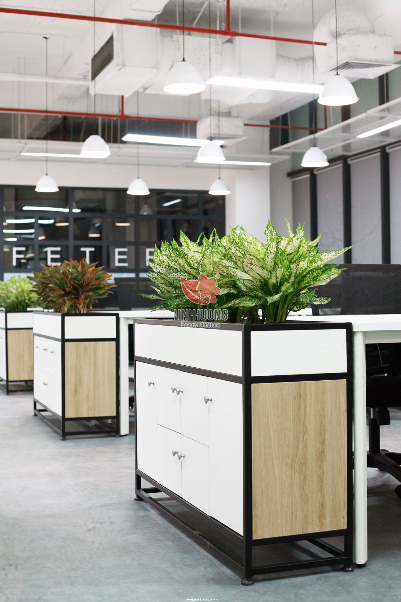 36931647_10204847788472259_8364366216738897920_n